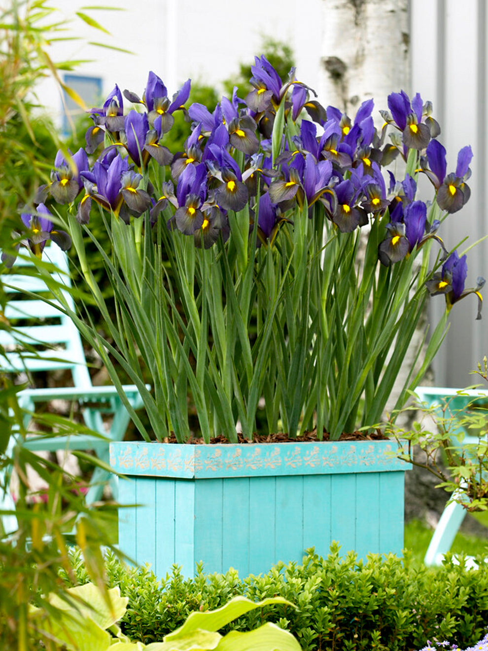 planting dutch iris bulbs in pots 1000 bulbs