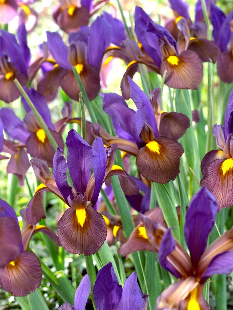 tiger lily iris Dutch Iris Eye Of The Tiger Bulbs, Purple - 25 Bulbs
