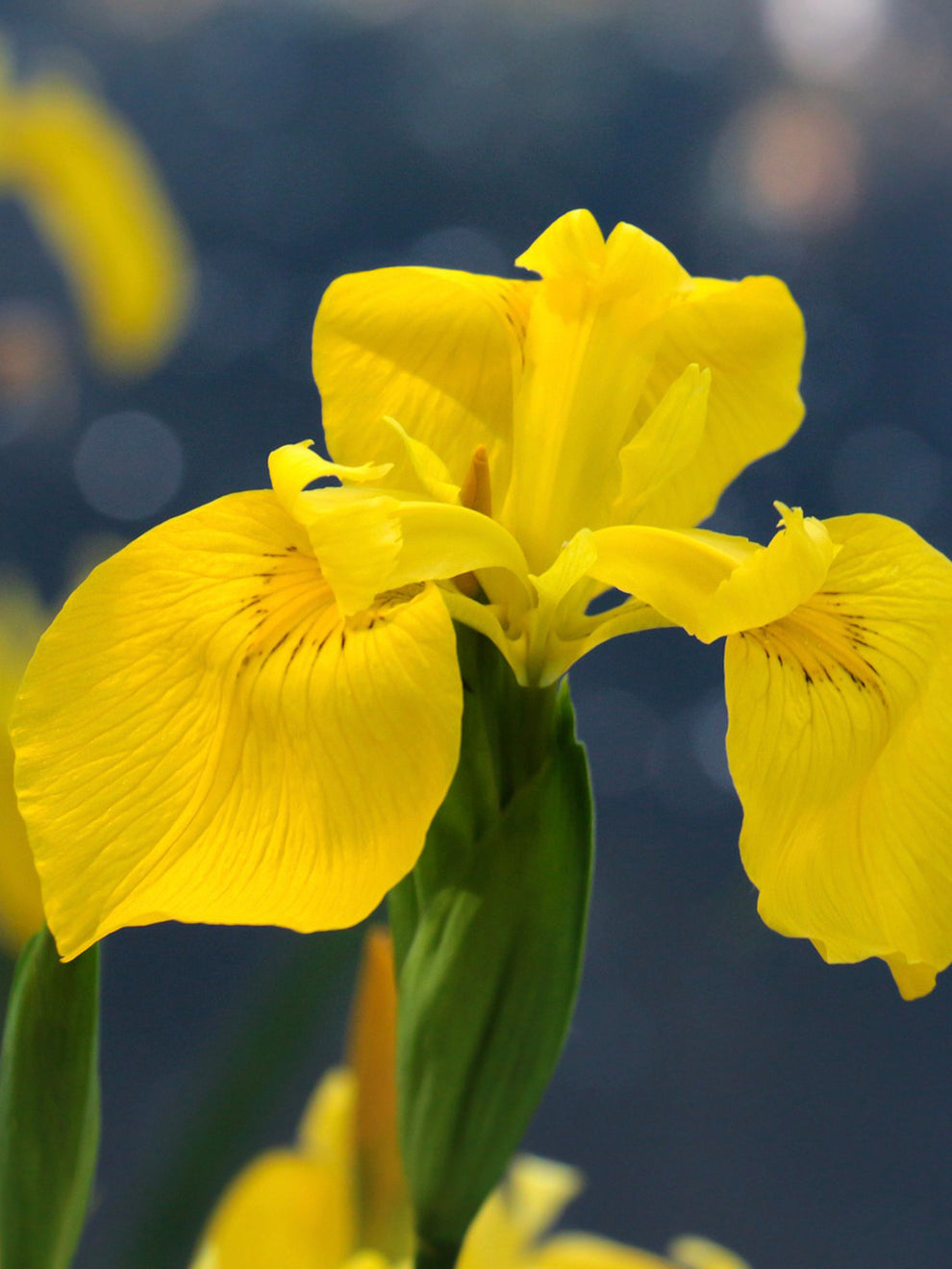 Yellow Iris Plant
