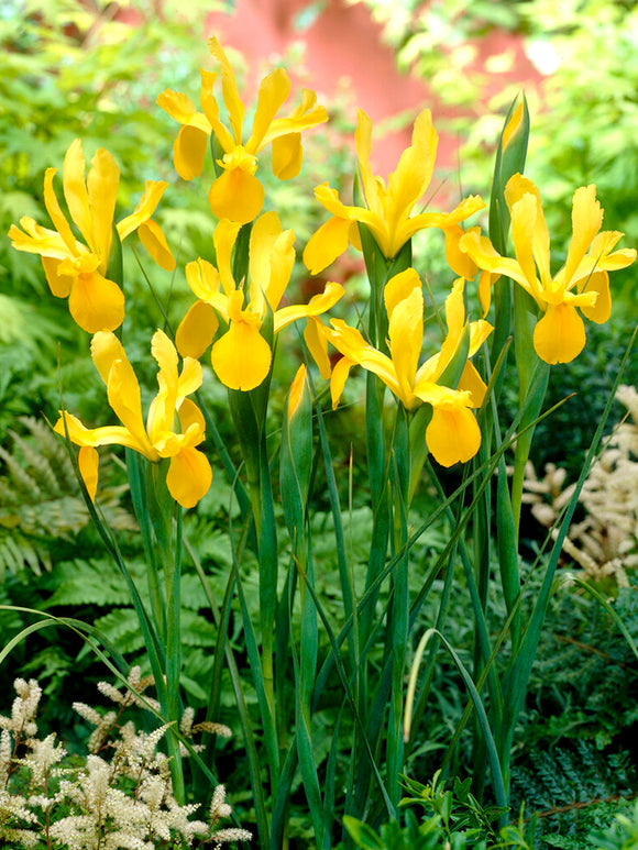 Dutch Iris Bulbs Yellow - Golden Harvest in the garden