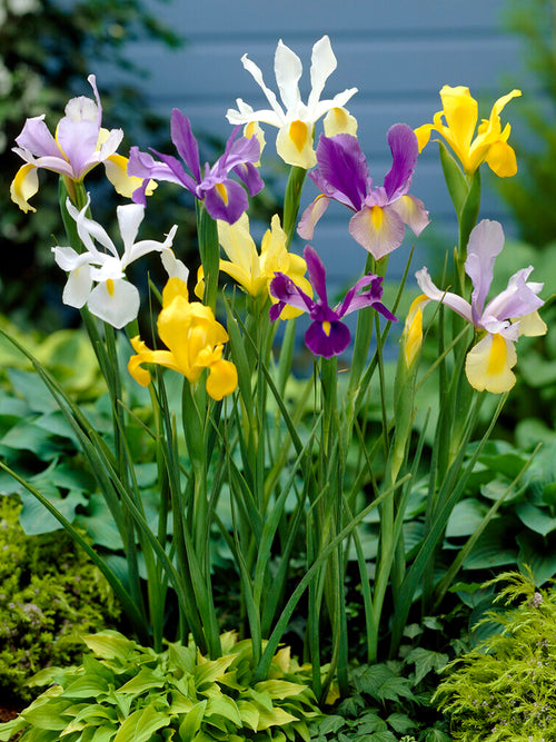 Dutch Iris Mixed Bulbs Multiple Colors