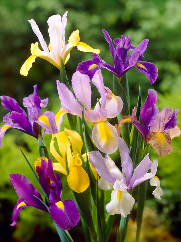 Dutch Iris Mixed