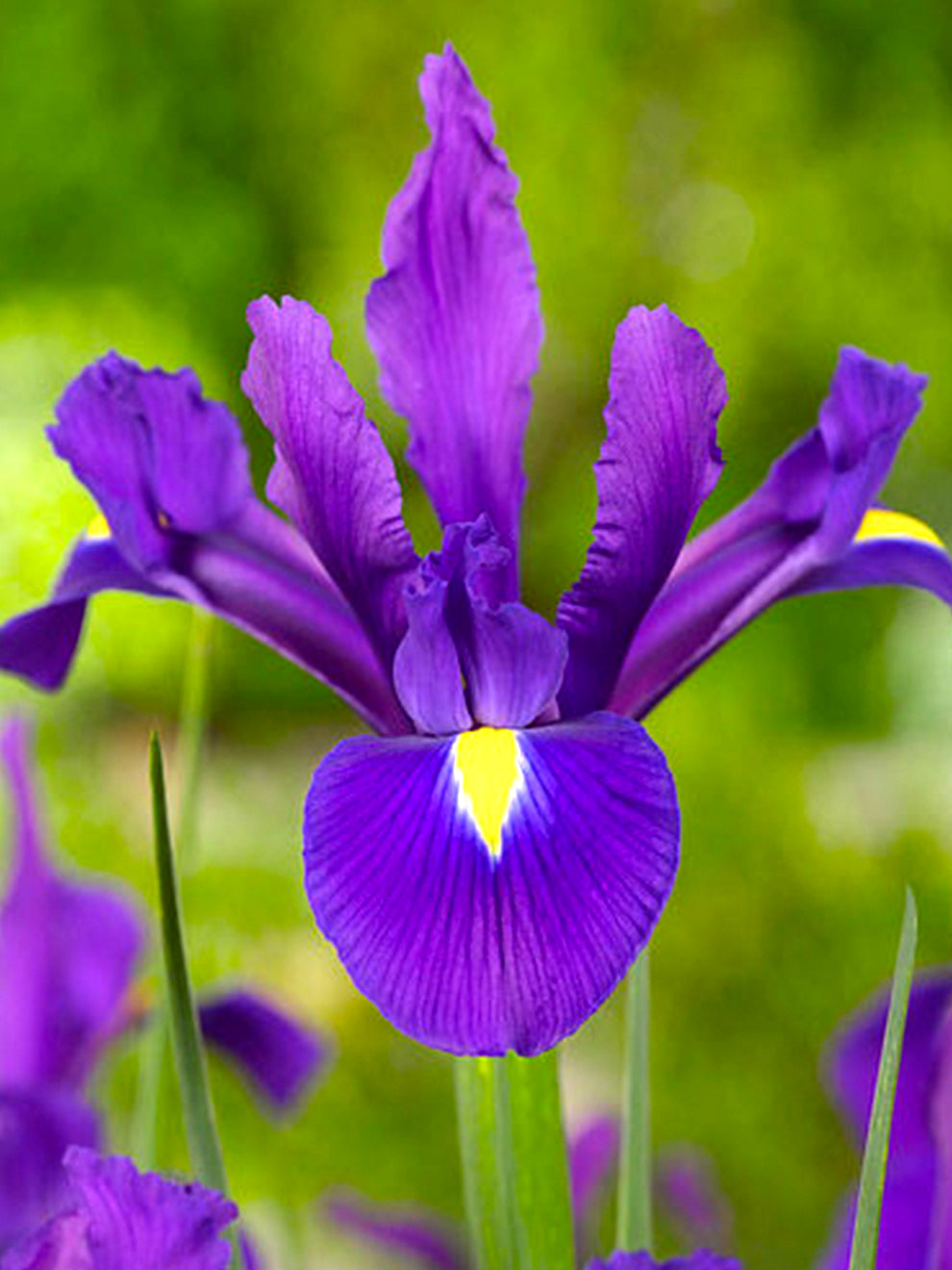 lavender iris flower Dutch Iris Purple Sensation Bulbs, Purple - 25 Bulbs