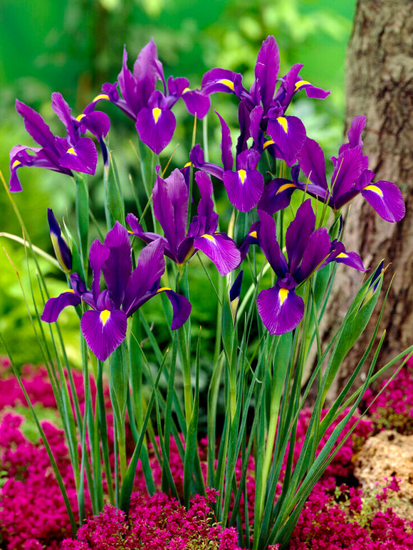 Dutch Iris Flower Purple Sensation Bulbs