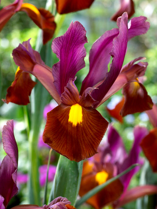 Dutch Iris Red Ember