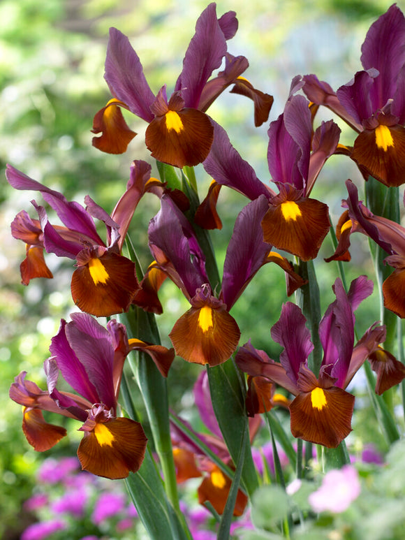 Dutch Iris Red Ember Flower Bulbs