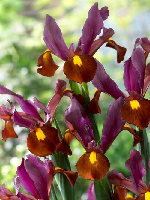 Dutch Iris Red Ember Bulbs