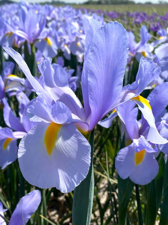 Light Blue Dutch Iris Sky Rocket Flower Bulbs