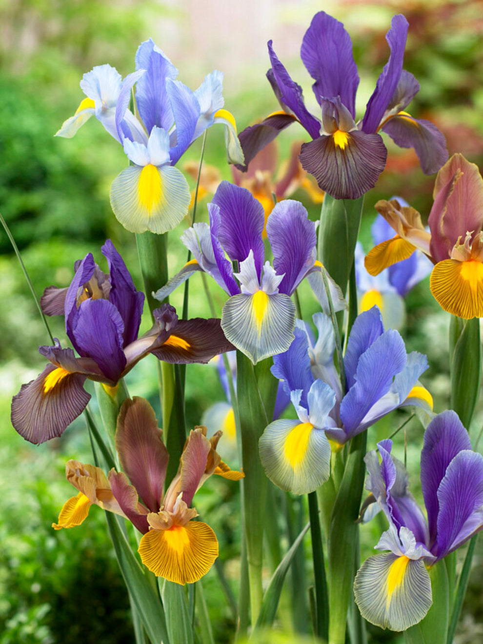 tiger lily iris Dutch Iris Tiger Mix Bulbs, Mixed - 25 Bulbs