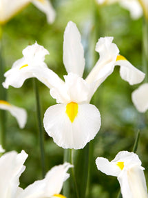 Dutch Iris White Excelsior