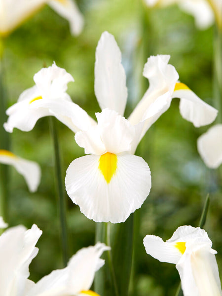iris lily white Dutch Iris White Excelsior Bulbs, White - 25 Bulbs