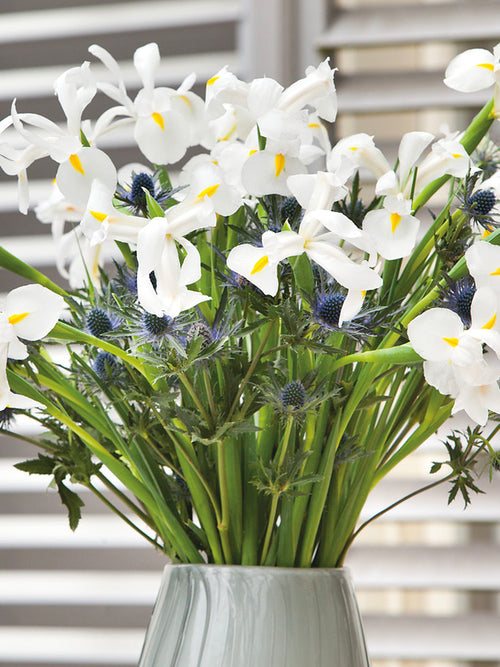 Dutch Iris White Excelsior in the vase