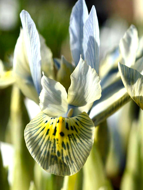 Dwarf Iris Katharine Hodgkin