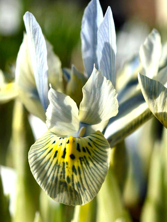 Dwarf Iris Katharine Hodgkin