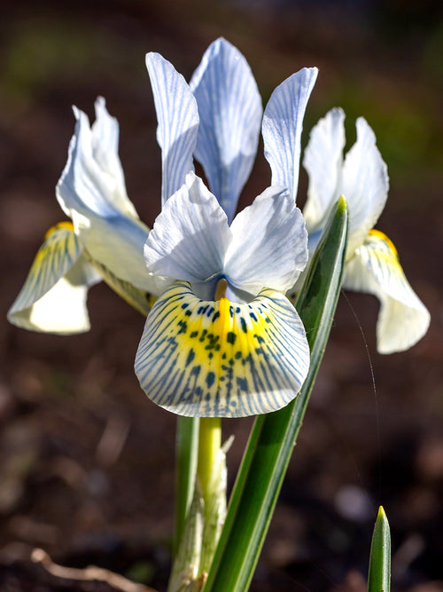 Iris Katharine Hodgkins Close Up