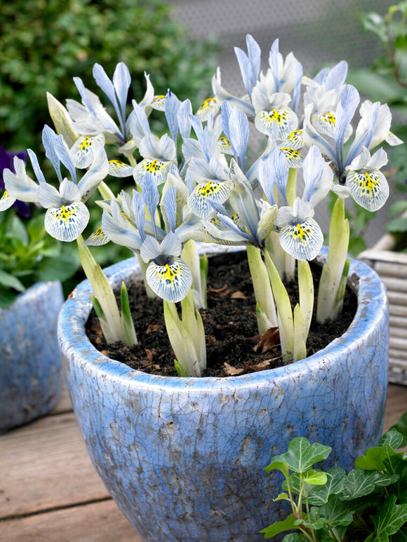 Dwarf Iris Katharine Hodgkins fall planting spring blooms in pot