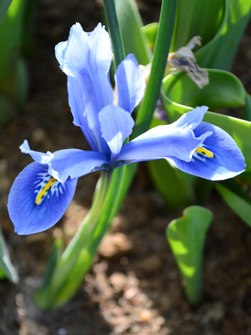 Dwarf Iris Reticulate Cantab flower bulbs