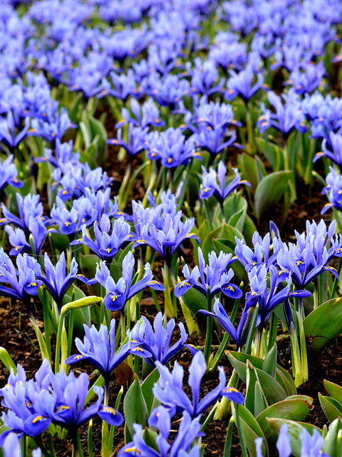 Dwarf Iris Reticulata Harmony Blue