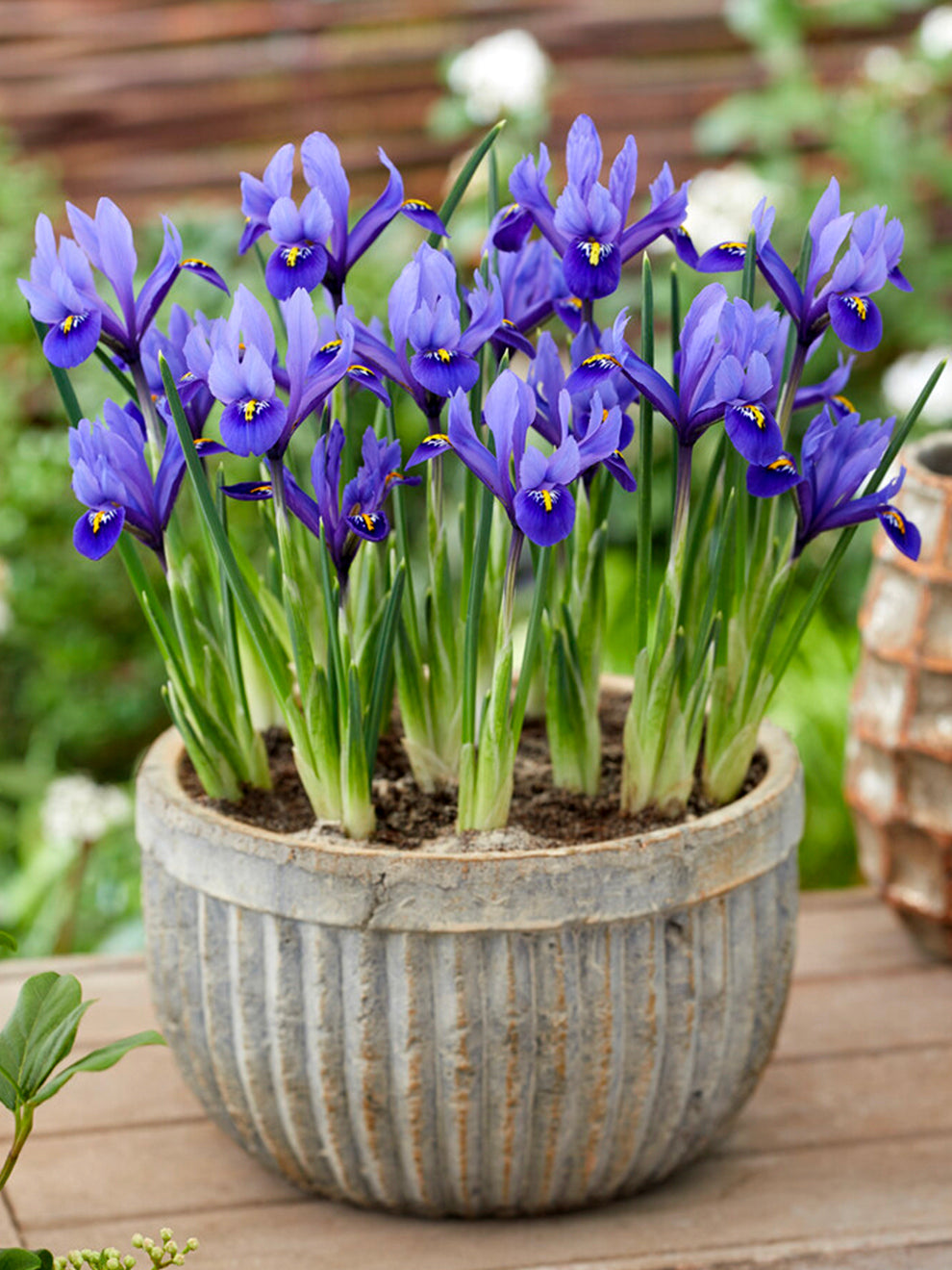 potted iris plant Dwarf Iris Reticulata Harmony Bulbs, Blue - 25 Bulbs