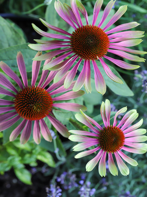 Bare Root Echinacea Green Twister