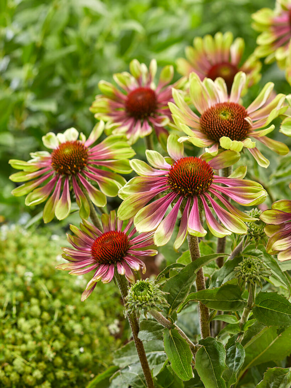 Echinacea Green Twister - Bare Roots