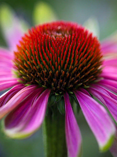 Green Twister Echinacea Coneflowers