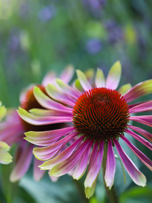 Echinacea 'Green Twister' - Coneflower Bare roots
