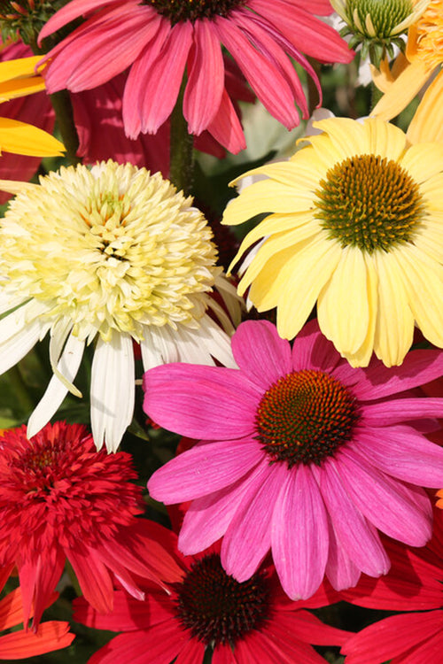 Everblooming Coneflowers Mix