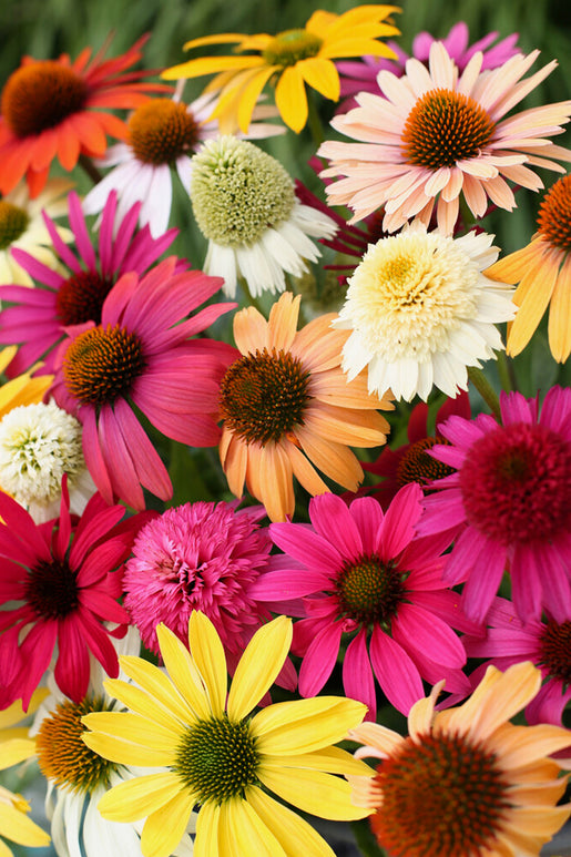 Everblooming Coneflower Mix