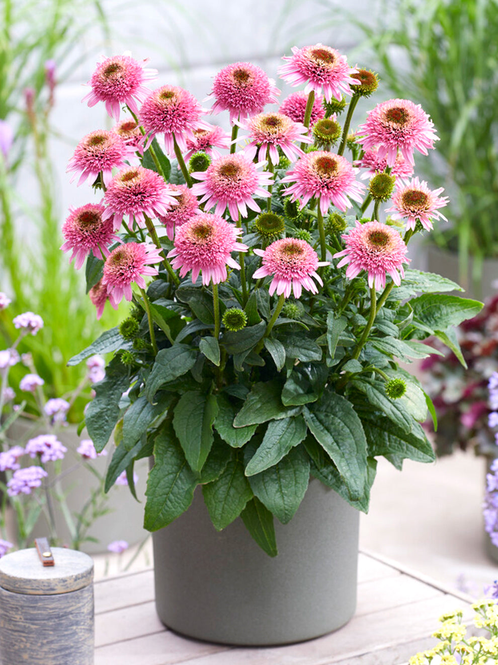 echinacea butterfly kisses seeds Echinacea Butterfly Kisses - Coneflower