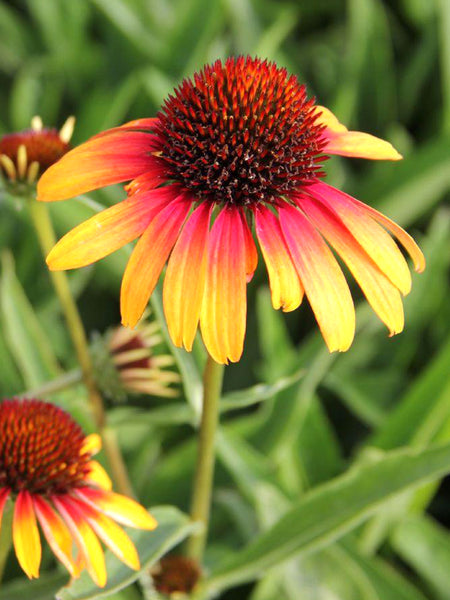 echinacea playful meadow mama seeds Echinacea Fiery Meadow Mamma - Coneflower