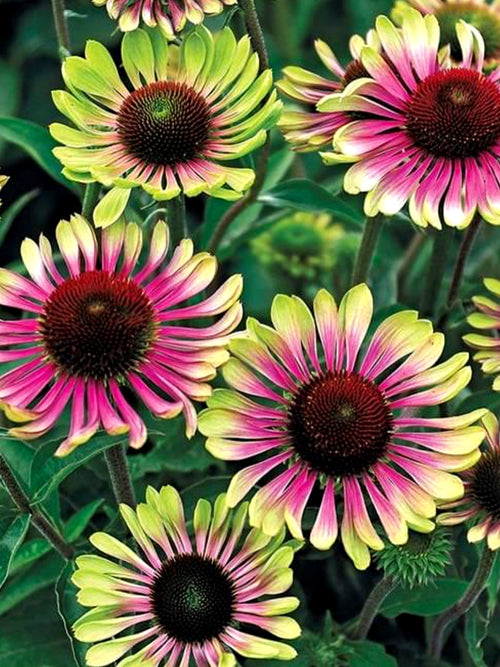 Echinacea 'Green Twister' - Coneflower - Bare Roots