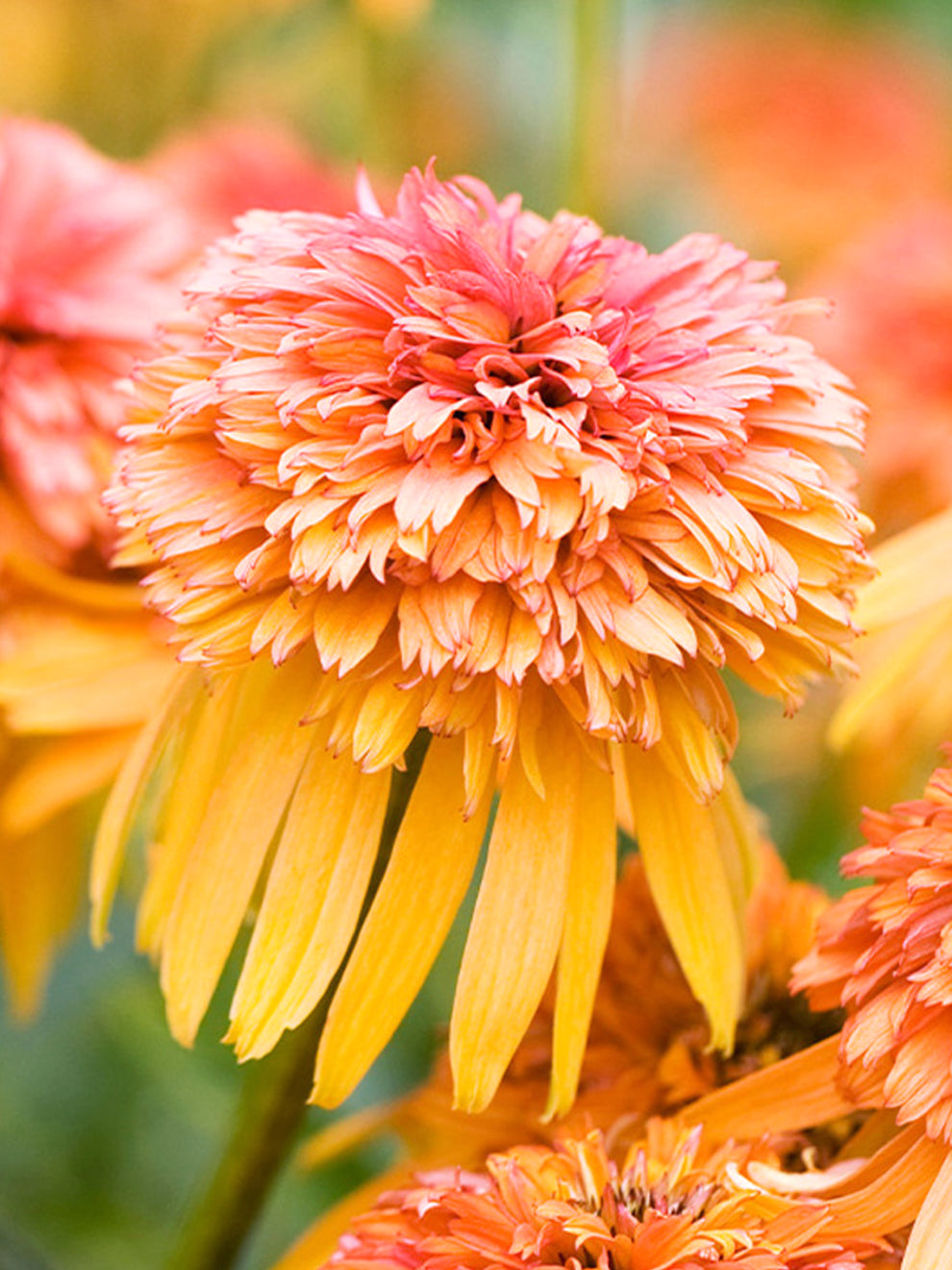 Echinacea Marmalade Coneflower DutchGrown echinacea-marmalade-coneflower-dutchgrown