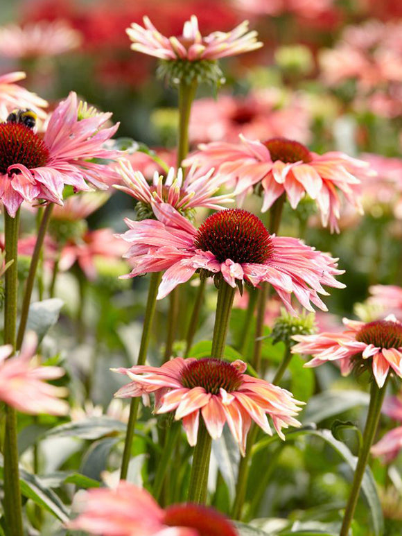 Echinacea Playful Meadow Mama (Coneflower)