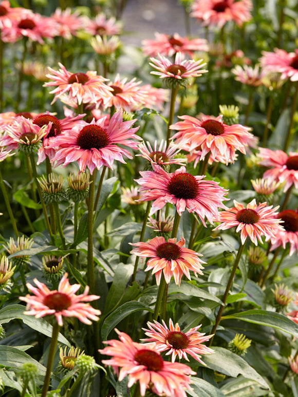 Echinacea Playful Meadow Mama (Coneflower) Bare Roots