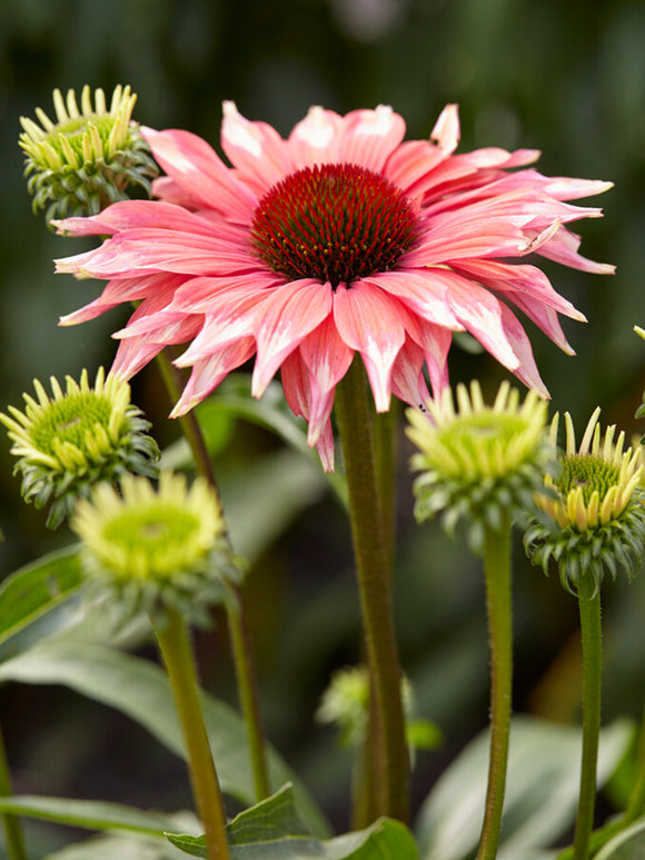 DutchGrown Echinacea Playful Meadow Mama (Coneflower)