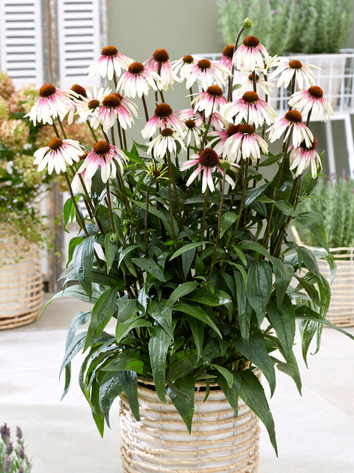 Bare Roots Echinacea Pretty Parasols (Coneflower)