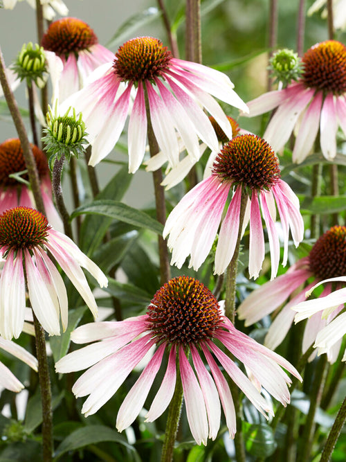 DutchGrown Bare Roots Echinacea Pretty Parasols (Coneflower)