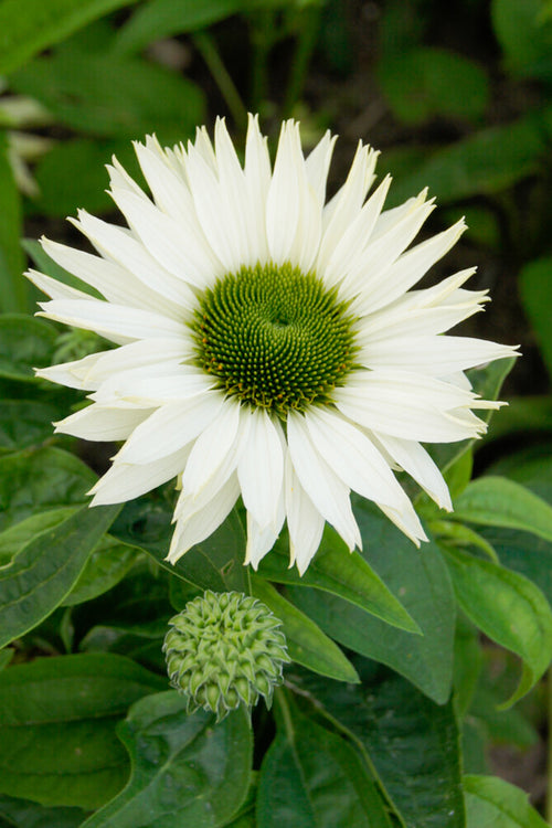 Echinacea Purpurea Virgin Bare Roots
