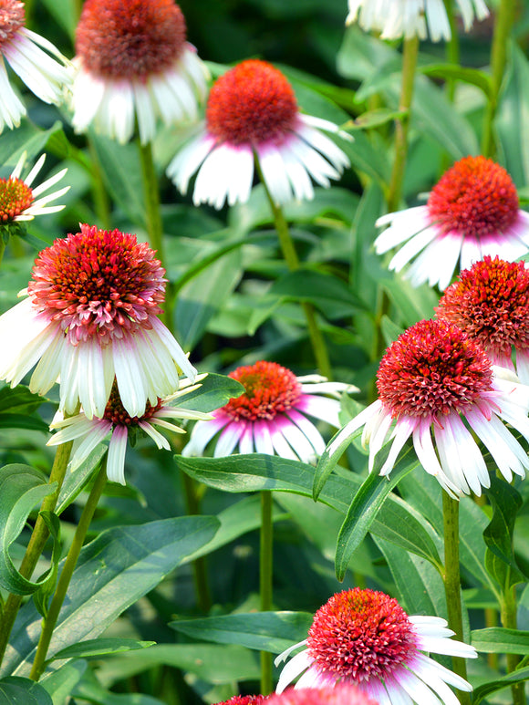 Bare Roots Echinacea Strawberry and Cream (Coneflower)