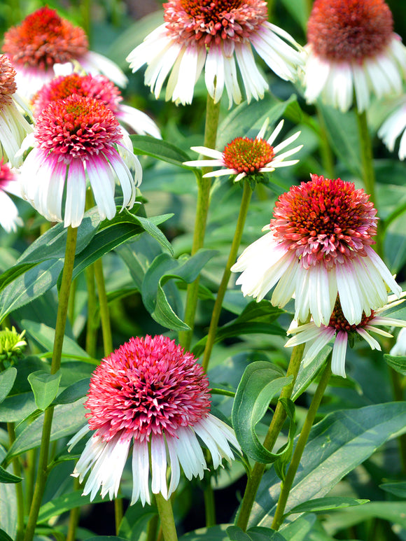 DutchGrown Bare Roots Echinacea Strawberry and Cream (Coneflower)