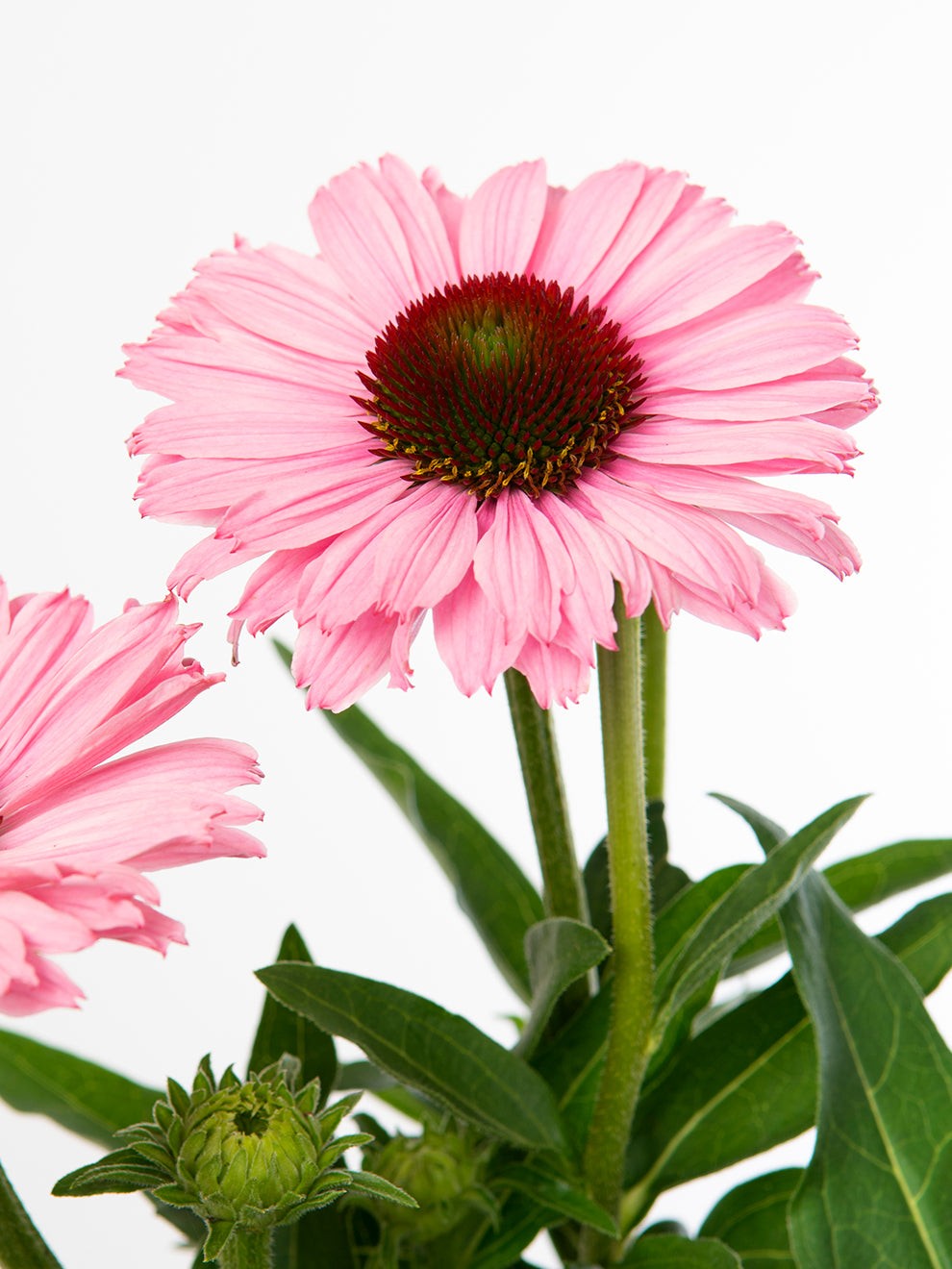 echinacea sunseekers salmon seeds Echinacea Sunseeker Salmon - Coneflower