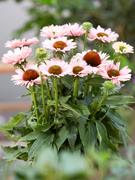 soak echinacea seeds Echinacea Sunseeker Salmon - Coneflower