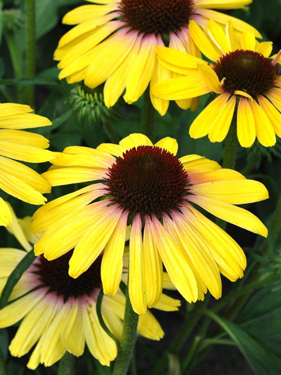 DutchGrown Bare Roots Echinacea Yellow Rainbow (Coneflower)