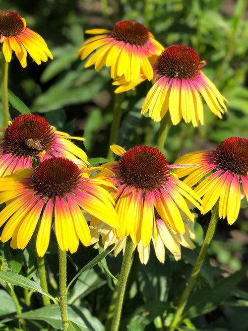 Bare Roots Echinacea Yellow Rainbow (Coneflower)