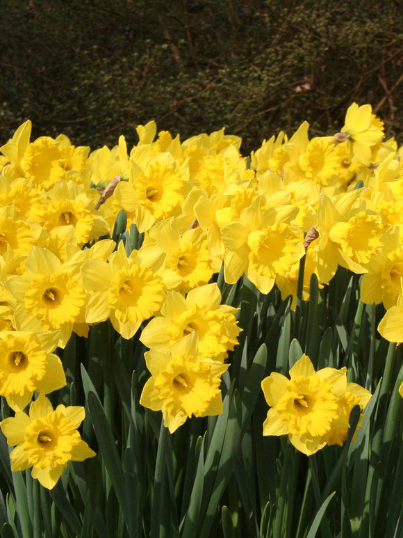Daffodil flower bulb mix - Yellow colors springtime
