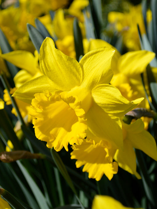 Daffodil flower bulb mix - Yellow colors springtime 8 weeks of daffodils