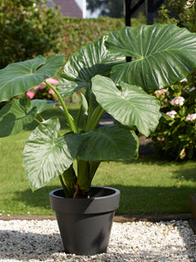 Elephant Ears Alocasia Odora (Upright) Macrorrhiza