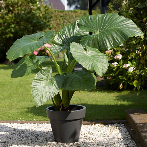 Elephant Ear Alocasia Odora