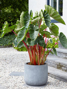 Elephant Ears Colocasia Esculenta Hawaiian Punch®